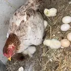 دجاجة باكستاني