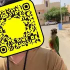 طير