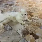 قطط شيرازي الأم وعيالها