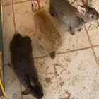 أرانب للبيع موقع سكاكا الجوف على السوم