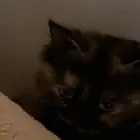 قط شيرازي للبيع