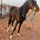 حصان شعبي العمر 3 سنين