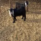تيوس طيبه