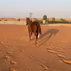 حصان انقليزي طيب ب الحيل