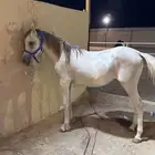 حصان للبيع مافيه اي أمراض معه اوراقه