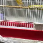 كناري