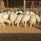 خرفان حري الطايف وتيوس بريه ( يوجد سلخ وتوصيل)