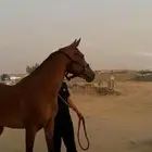 فرس شعبيه من نوادر الشعبي