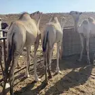 قعدان