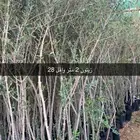 شتلات الزيتون جمله يوجد توصيل سريع