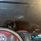 قطه للبيع