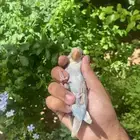 روز اليف نهاية فطام (تم البيع الله يبارك لراعيه)