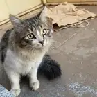 قطو شكله حق بيت صار له فوق الشهر اشوفه حولين بيتنا