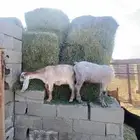 تم البيع