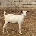 ماعز للبيع