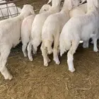 بهم مشروط ومراح