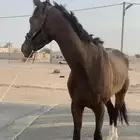 احصان اقلينزي سبوق