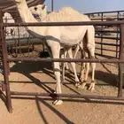 حاشي قصب