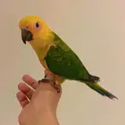 صن كنيور جنداي اليف جدا عمره 7 شهور حجم وصحه ونظافه