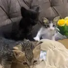 قطط عمر شهر ونص للتبني