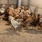 فروخ بلدي للبيع