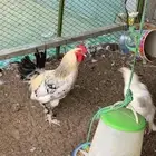 ديوك براهما للبيع