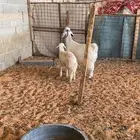 عنز طيبه وطلي