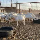 رفد غنم رفد