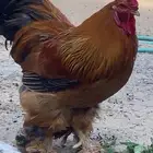 الجفر الاحساء