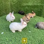 حيوانات منوعه