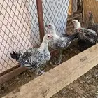 ديوك بلدي وفيومي