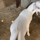 تيس بلدي لباني