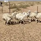 غنم العدد 7 فيها رخل وخروف جذعان و الباقي متفاوته