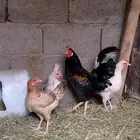 ديك وثلاث دجاج