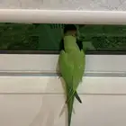 دره هندي اليف