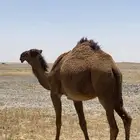 بكرة للبيع