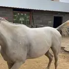 خيل
