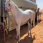 حصان واهو اصفر