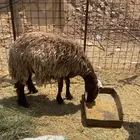 نعجه مضرع