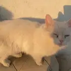 قط شيرازي أنثى لل تبنى بشرط انه يوقع عقد انه ياكلها كل يوم