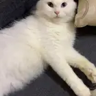 قطه للتبني