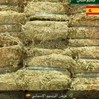 برسيم اسباني 29.99