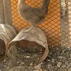 دجاجه البيع