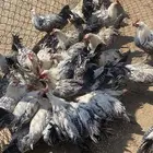 ديوك للبيع