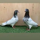 جوزين حمام باكستاني بانكا