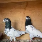 للبيع حمام باكستاني