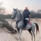 حصان شعبي