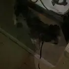 كلب