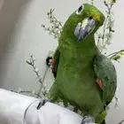 ببغاء امزوني اليف ومتكلم