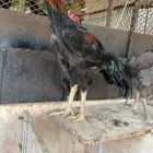 زوج شامو الماني